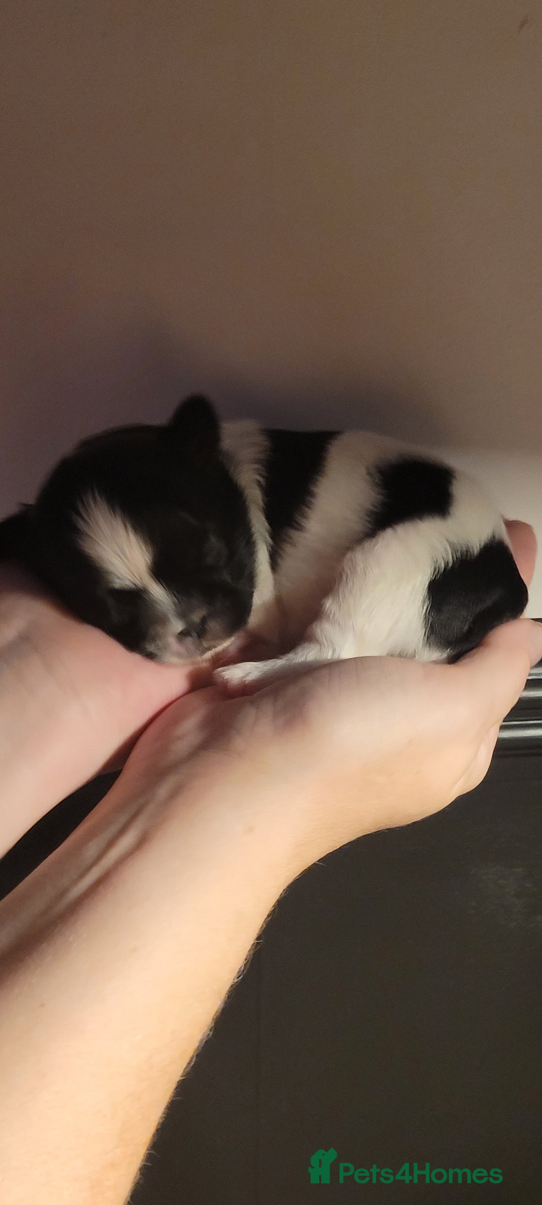 Shih Tzu dogs for sale: shih tzu puppies  - Advert 17