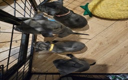 Staffordshire Bull Terrier dogs for sale: Staffordshire bull terrier  - Image 2