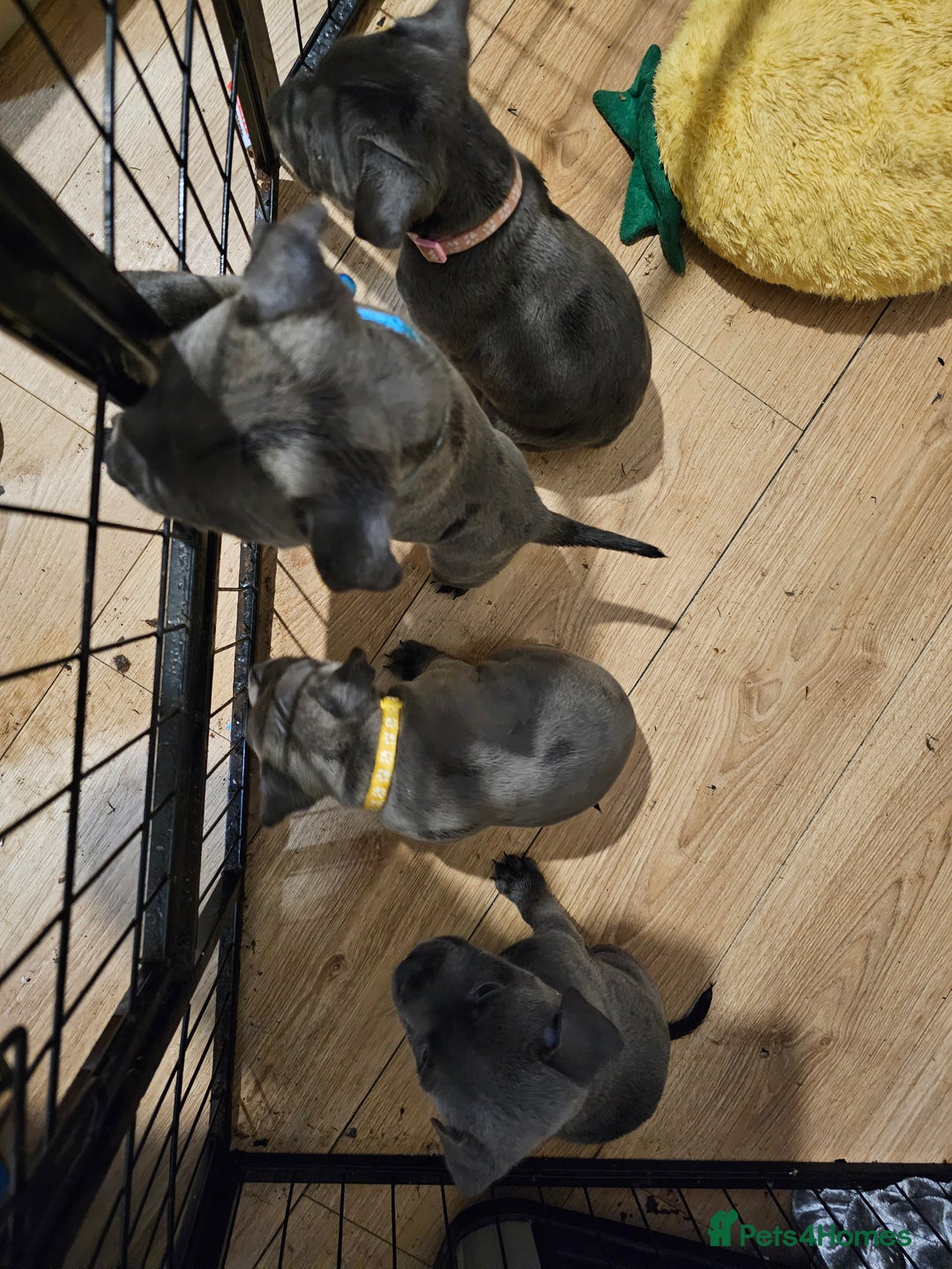Staffordshire Bull Terrier dogs for sale: Staffordshire bull terrier  - Image 2
