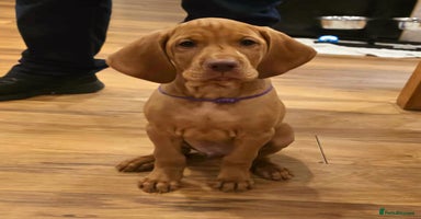 Hungarian Vizsla dogs - Advert 5