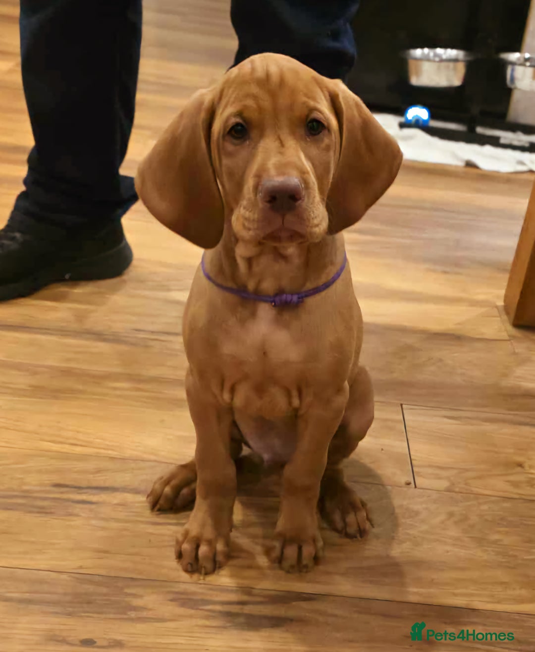 Hungarian Vizsla dogs for sale: 2 viz boys looking for loving homes - Image 8