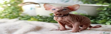 Sphynx Kitten 4