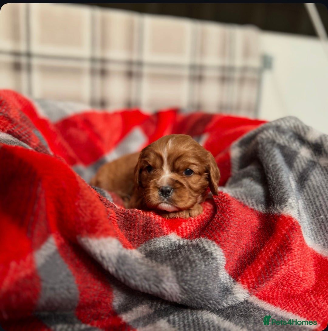 Cavalier King Charles Spaniel dogs for sale: STUNNING CAVALIER KING CHARLES PUPPIES  - Advert 17