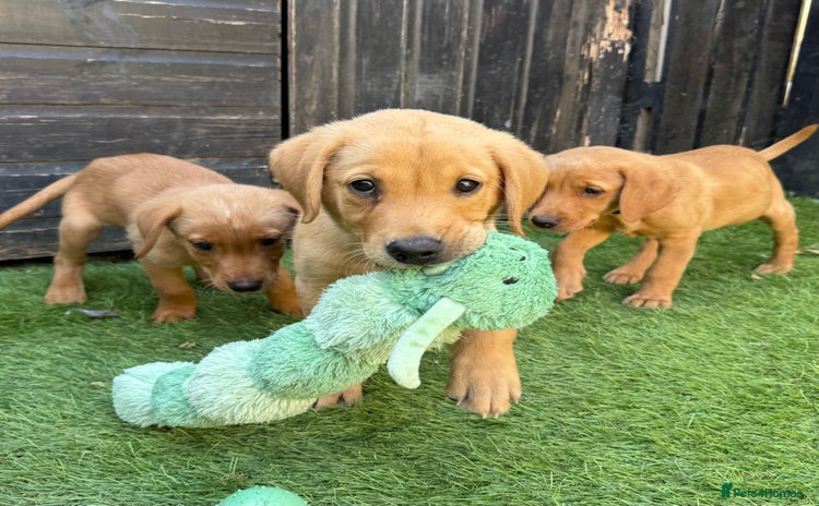 Labrador Retriever dogs - Advert 8