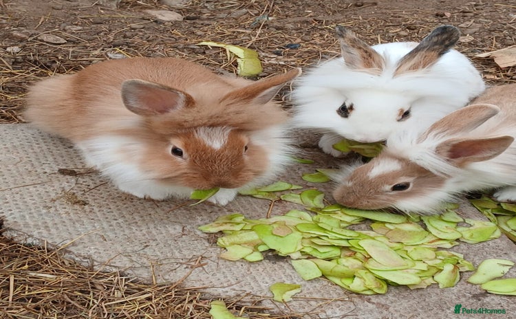English rabbits - Advert 3