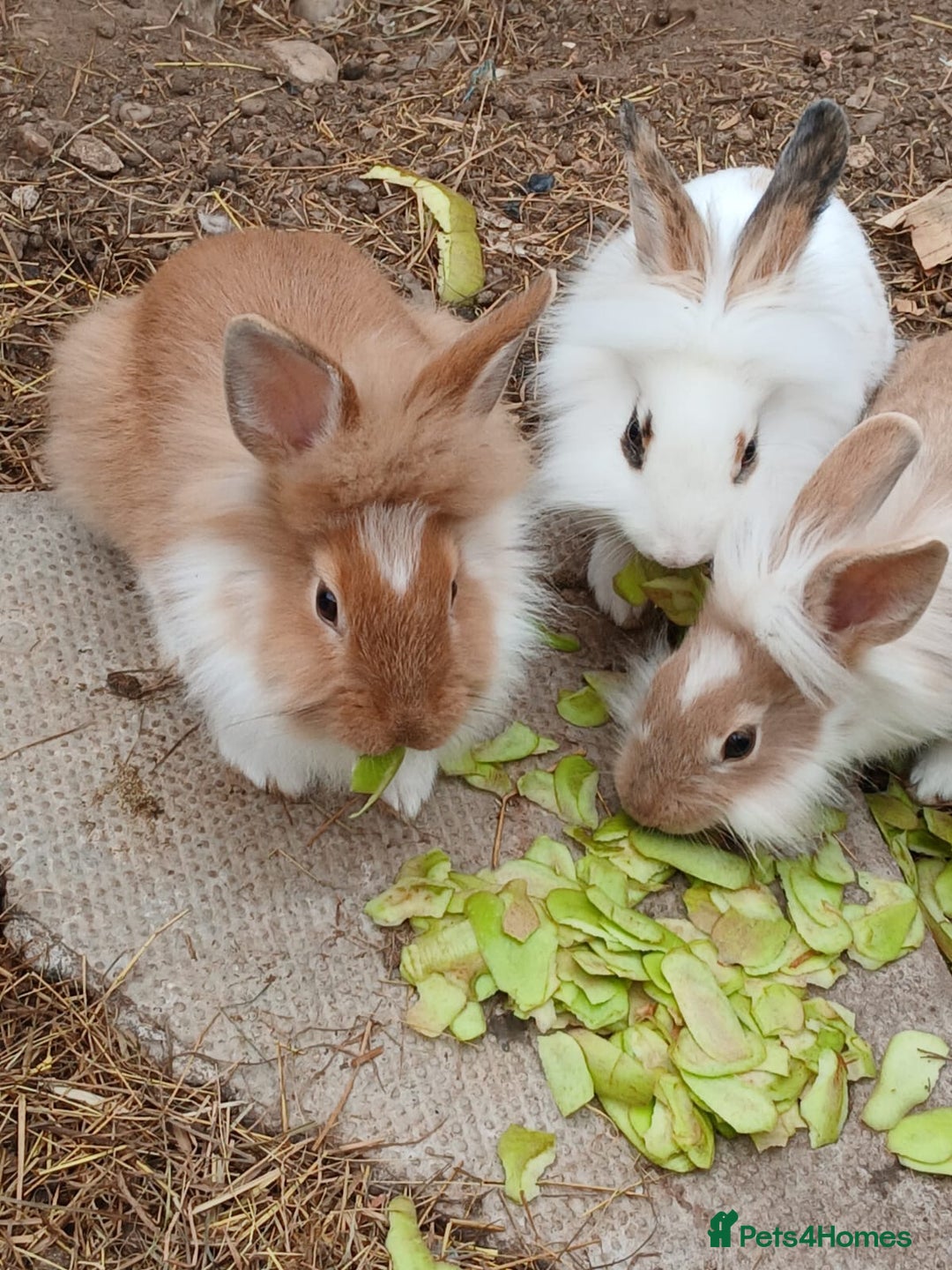 English rabbits for sale: Rabbits for sale , various sexes and ages  - Image 1