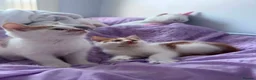 Mixed Breed cats for sale: Three adorable kittens  in Girvan - Advert 10