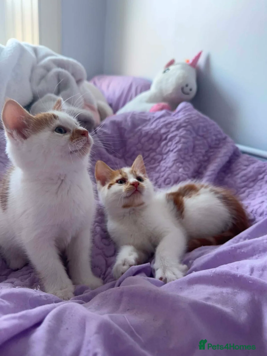 Mixed Breed cats for sale: Three adorable kittens  in Girvan - Advert 10
