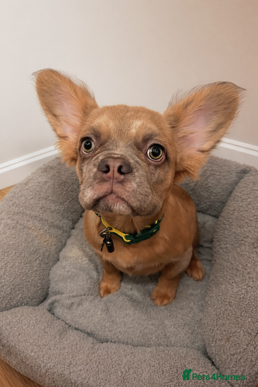 French Bulldog dogs for sale: Fluffy frenchie  - Advert 2