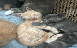 Ragdoll cats for sale: 6 beautiful well loved kittens. 2 girls remaining - Image 24