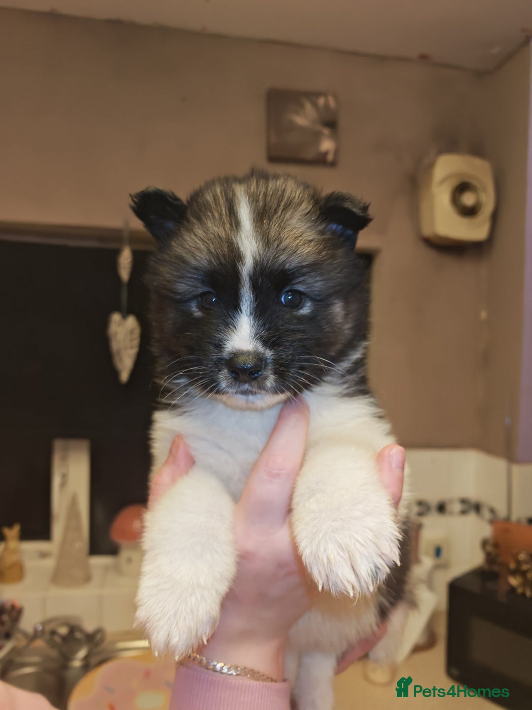 Akita dogs for sale: Akita puppys ready now  - Advert 27