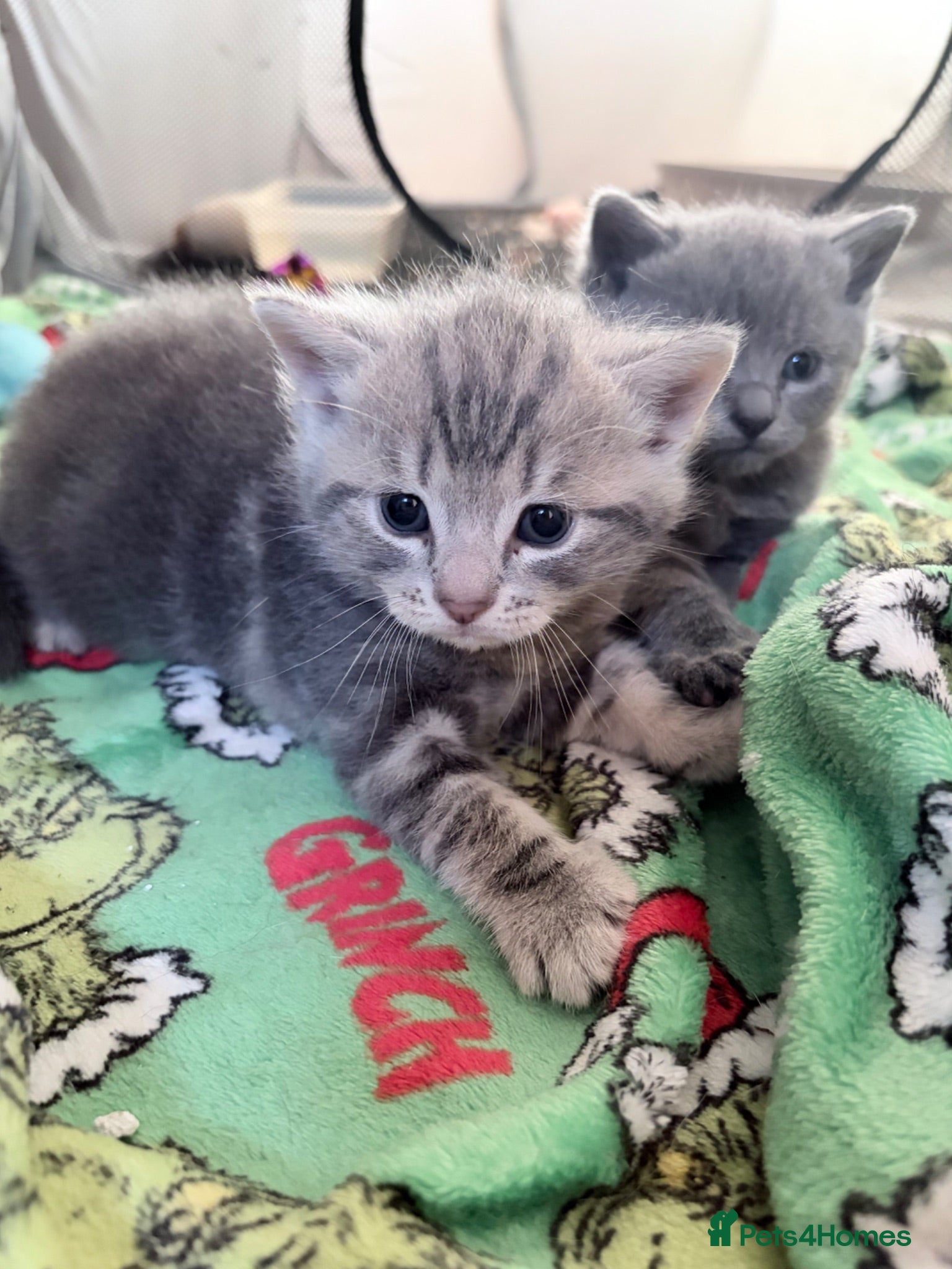 British Shorthair cats British shorthair tabby’s  - Advert 1
