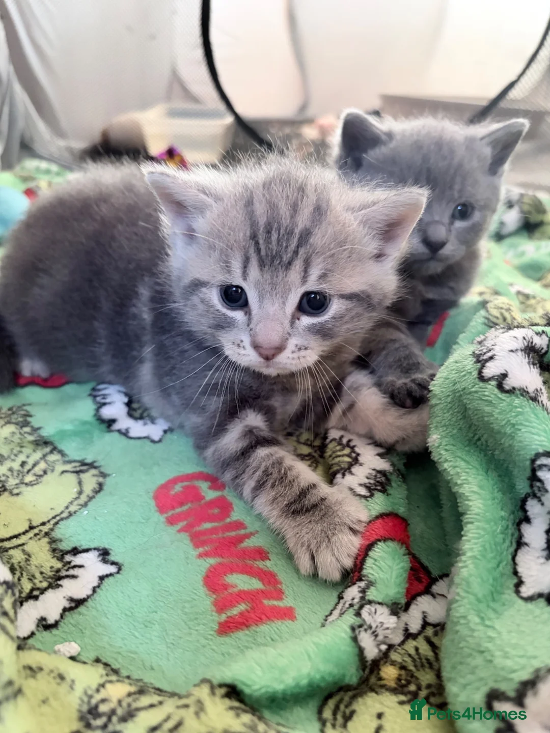 British Shorthair cats for sale: British shorthair tabby’s  - Advert 1