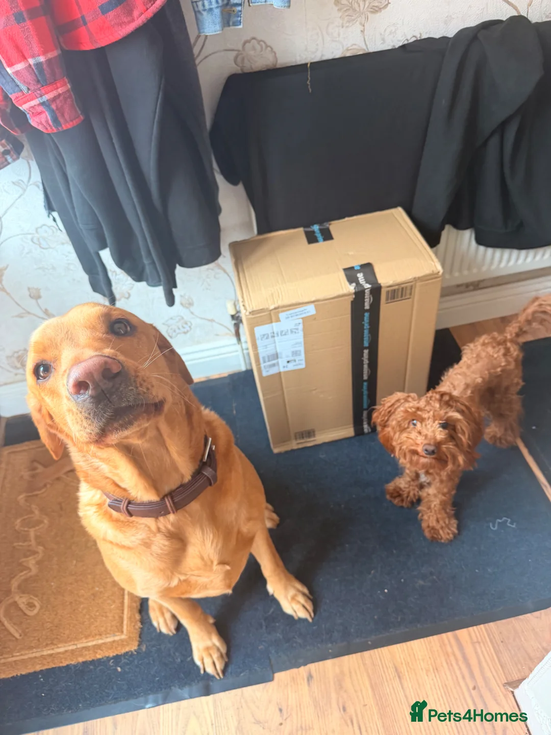 Cockapoo dogs for sale: 11 month old cockapoo for sale - Advert 1