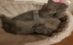 British Shorthair cats for sale: Four beautiful British shorthair kittens  - Advert 4