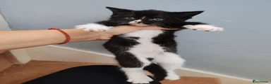 Tara 