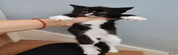 Mixed Breed cats for sale: Lovely crazy kittens - Advert 9