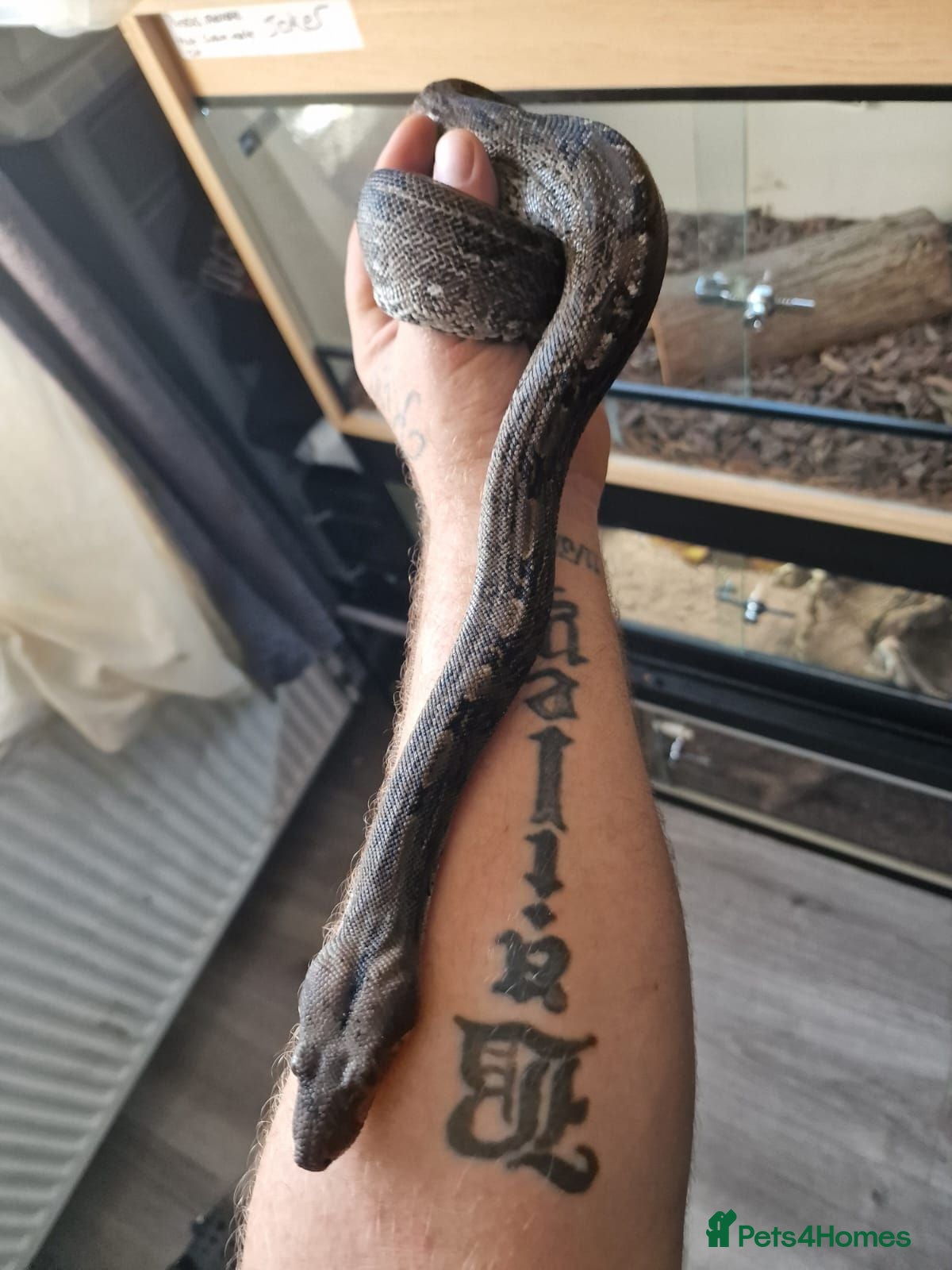 Boa Snake reptiles Beautiful leopard dwarf boa - Advert 2