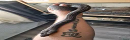 Boa Snake reptiles for sale: Beautiful leopard dwarf boa - Advert 2