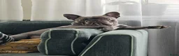 French Bulldog dogs for sale: French bulldog puppy  in Warrington - Advert 1