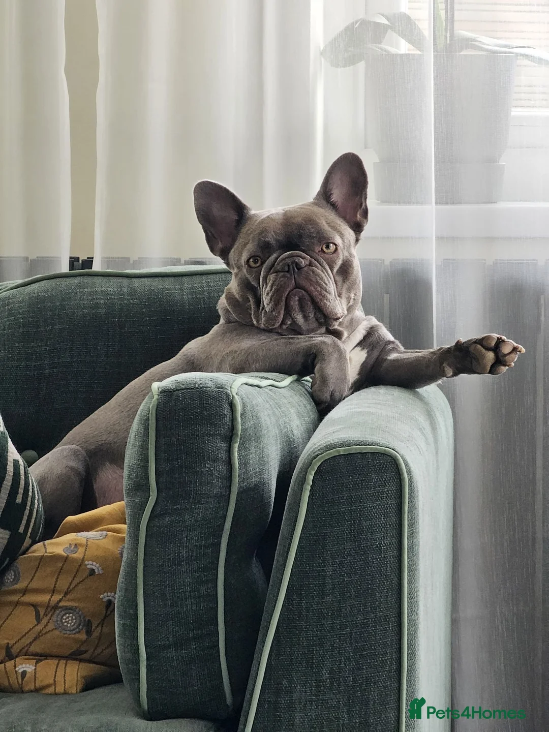 French Bulldog dogs for sale: French bulldog puppy  in Warrington - Advert 1