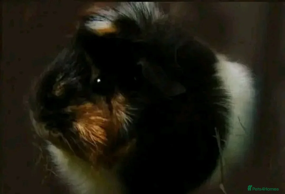 Guinea Pig rodents for sale:  senior&2months looking for a loving forever home - Advert 2