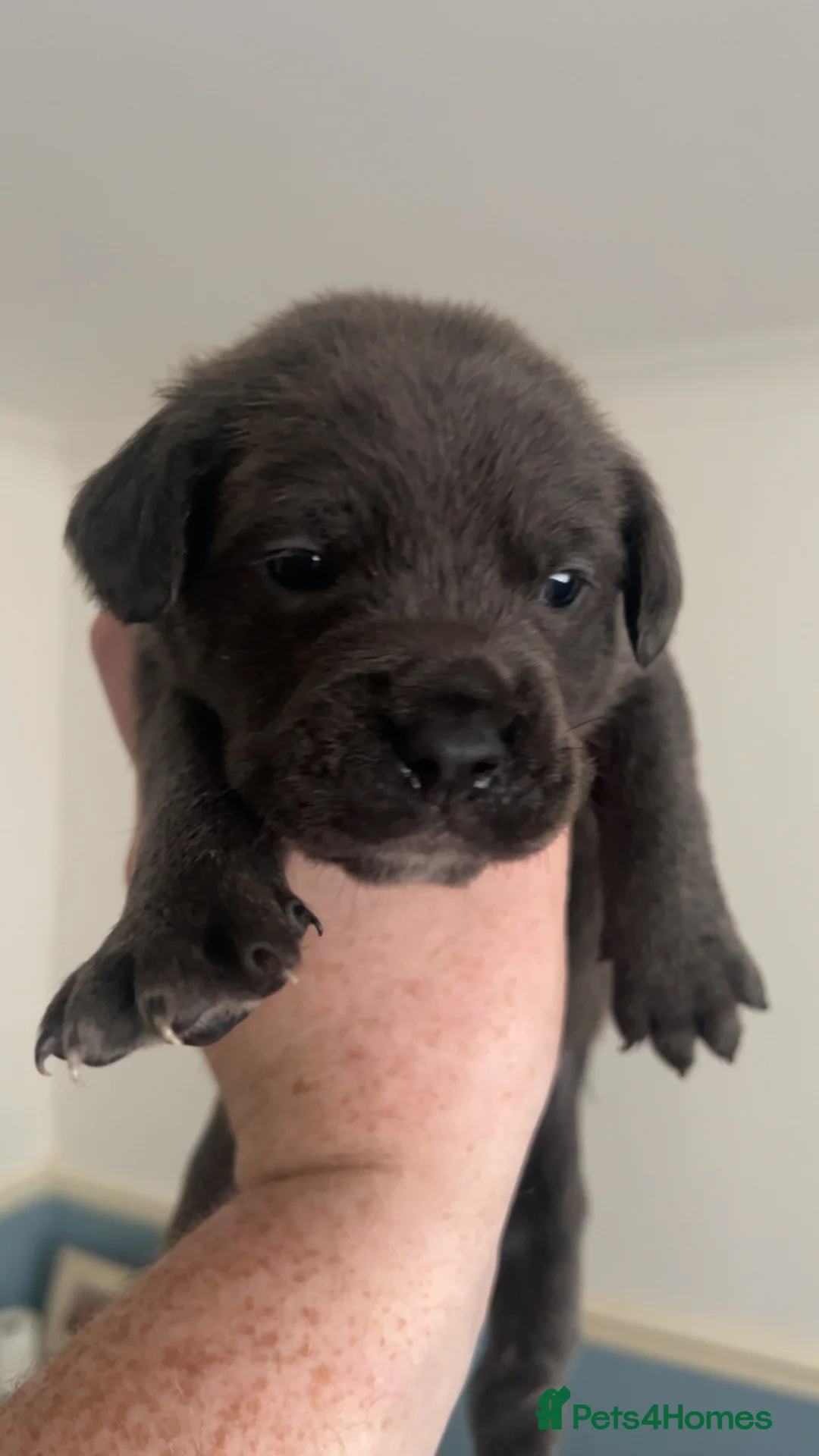 Mixed Breed dogs for sale: Cane corso X patterdale - Advert 8