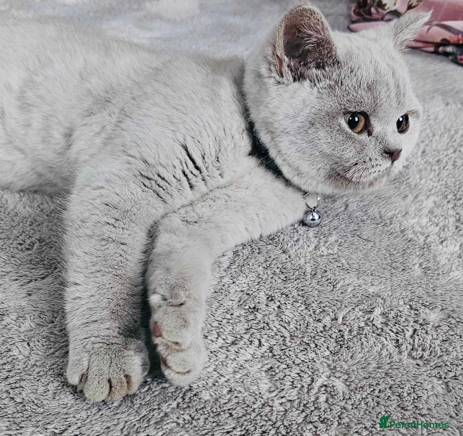 British Shorthair cats Beautiful Rare Fawn Lilac British Shorthair Girl! - Advert 7