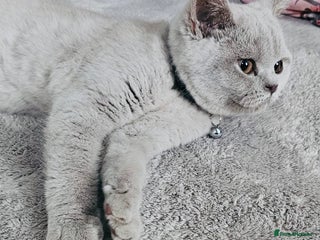 British Shorthair cats Beautiful Rare Fawn Lilac British Shorthair Girl! - Advert 7