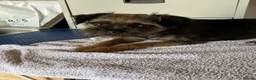 Border Terrier dogs for sale:  K C registered Border terrier.  - Advert 4