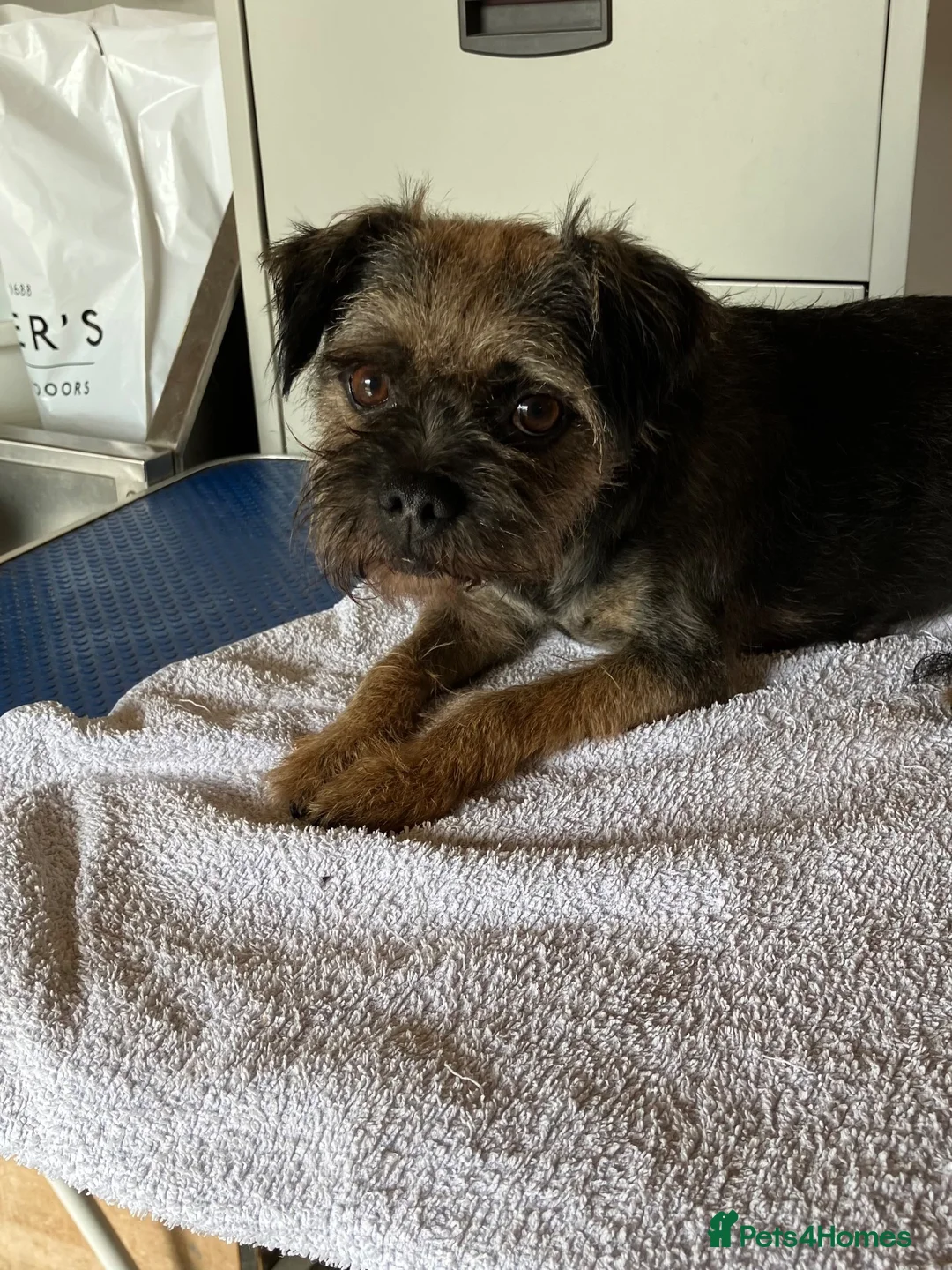 Border Terrier dogs for sale:  K C registered Border terrier.  - Advert 4