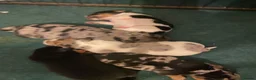 Jack Russell dogs for sale: Jack Russell puppies - Advert 15
