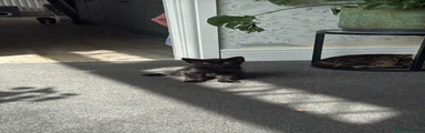 Black Kitten