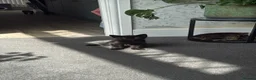 Domestic Shorthair cats for sale: Two Gorgeous Kittens  - Advert 5