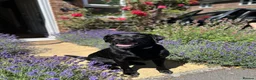 Labrador Retriever dogs for sale: Charlie - Black Labrador (5 years old)  - Advert 1