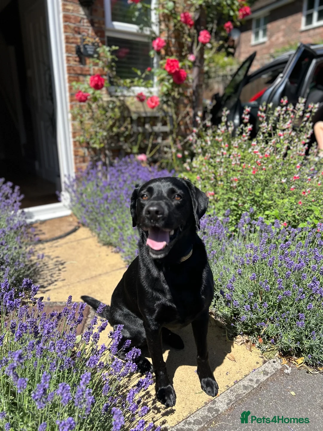Labrador Retriever dogs for sale: Charlie - Black Labrador (5 years old)  - Advert 1