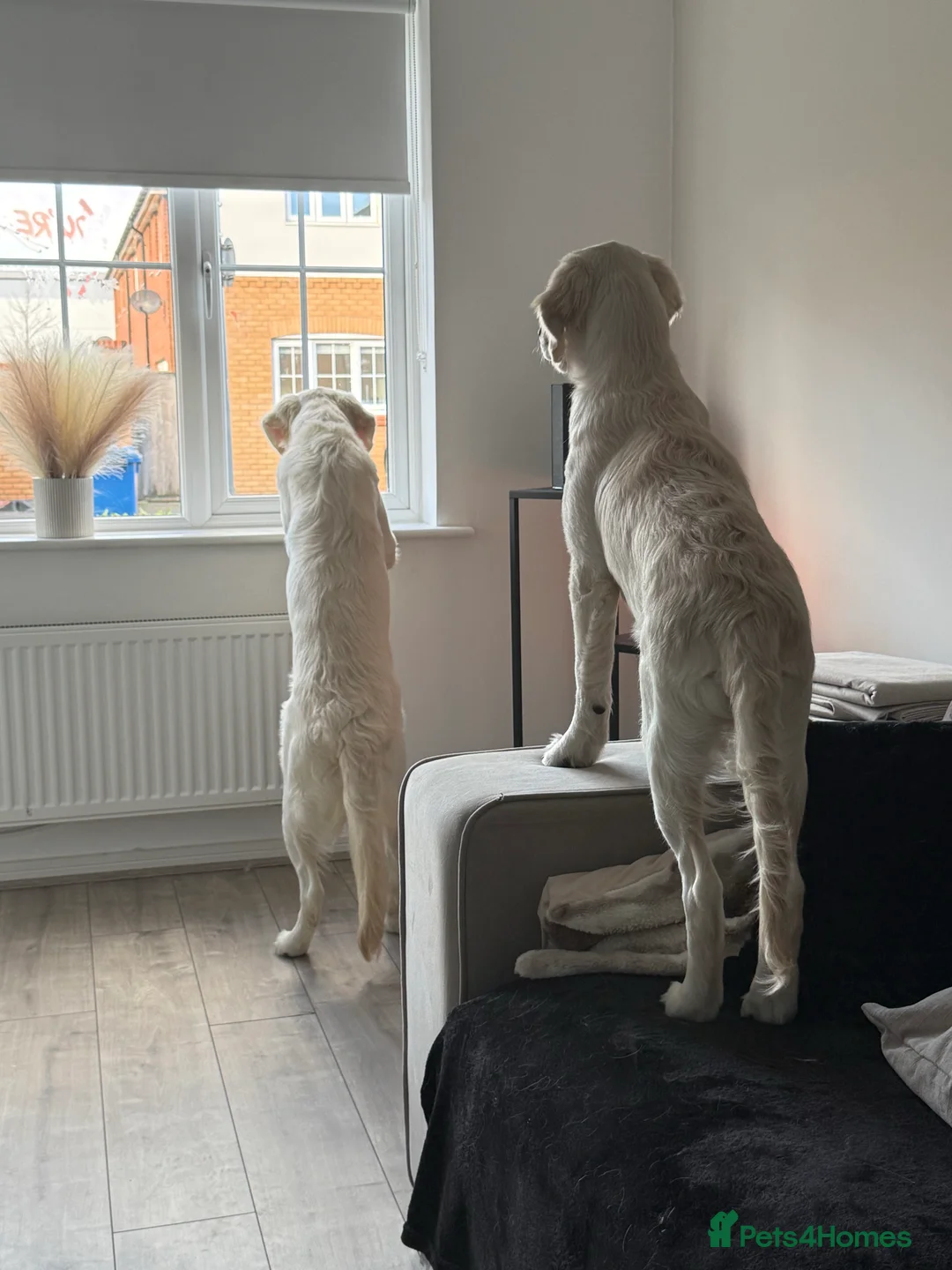 Golden Retriever dogs for sale: 2 Male golden retrievers for rehoming - Advert 20