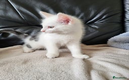 Mixed Breed cats for sale: 2 kittens for sale - Image 3