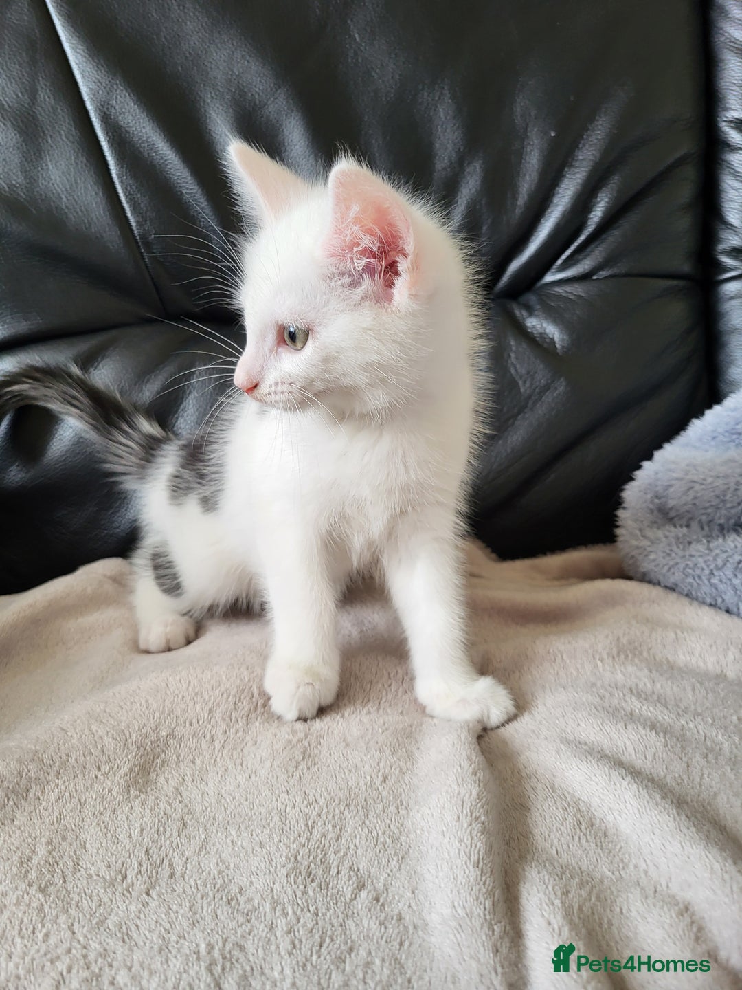 Mixed Breed cats for sale: 2 kittens for sale - Image 3
