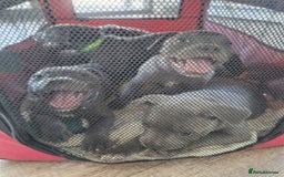 Staffordshire Bull Terrier dogs for sale: Healthy Favoured Blue Staffys for sale.  - Image 6