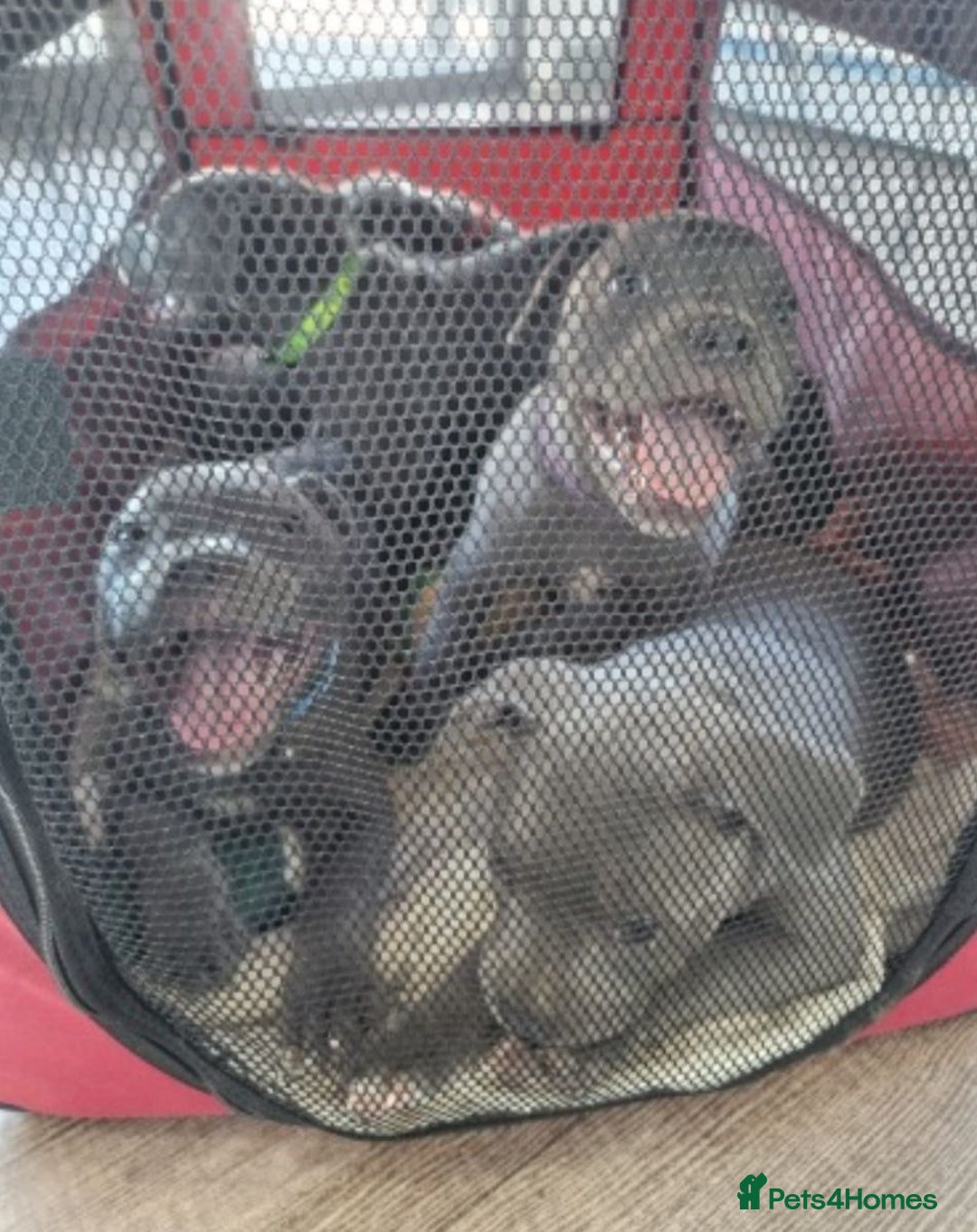 Staffordshire Bull Terrier dogs for sale: Healthy Favoured Blue Staffys for sale.  - Image 6