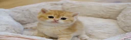 British Shorthair cats for sale: Gorgeous BSH golden kittens pedigree TICA - Advert 14