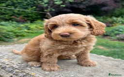 Australian Labradoodle dogs for stud: Proven extensively health tested gorgeous stud - Image 23