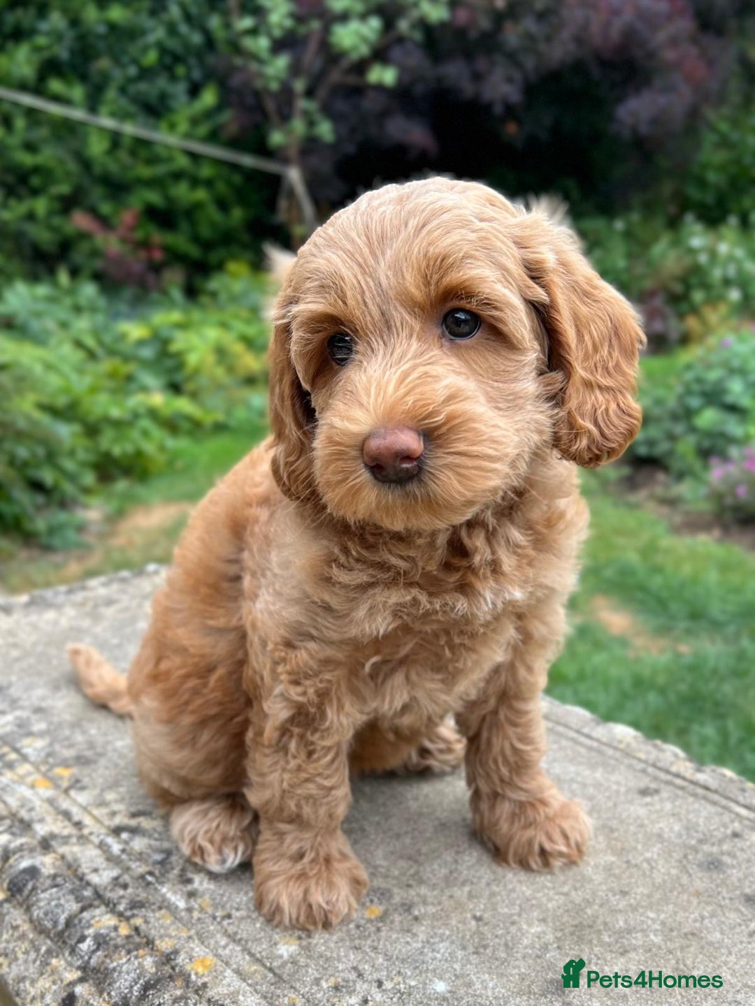 Australian Labradoodle dogs for stud: Proven extensively health tested gorgeous stud - Image 23