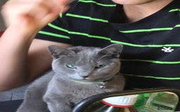 Russian Blue cats for sale: Pedigree Russian blue kittens NORTH LONDON  - Image 15