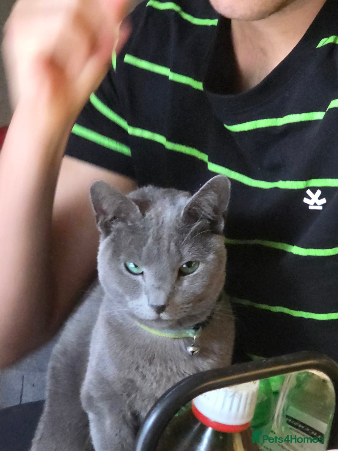 Russian Blue cats for sale: Pedigree Russian blue kittens NORTH LONDON  - Image 15