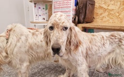 English Setter dogs for adoption: Dina  - Image 3