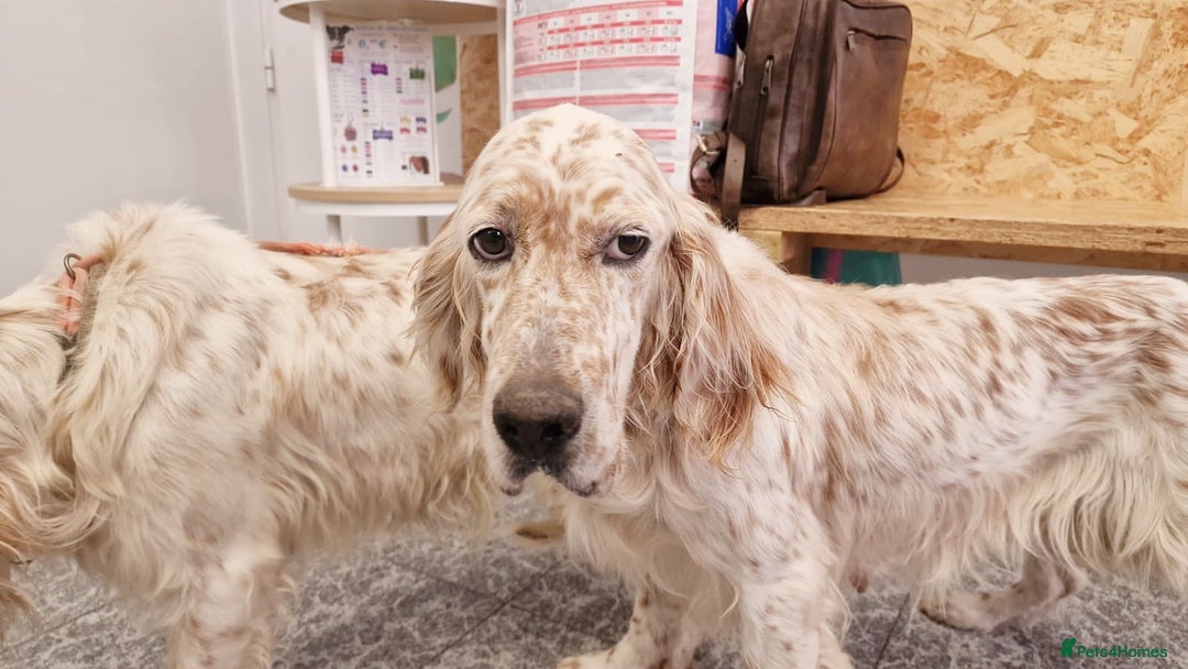 English Setter dogs for adoption: Dina  - Image 3