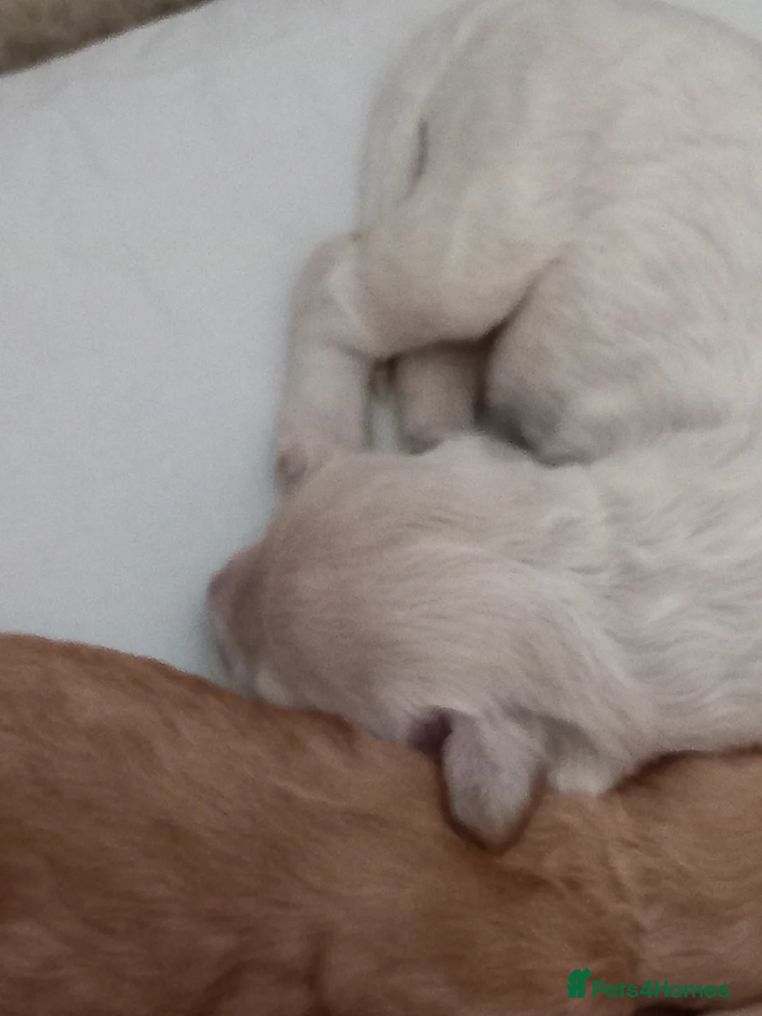 Cockapoo dogs for sale: Show class litter of 7 cockerpoo puppies - Advert 34