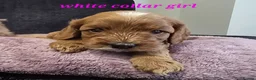 Cavapoo dogs for sale: F1b health tested fox red cavapoo puppies  - Advert 16